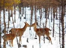 公鹿冬季饲养管理